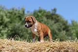 STAFFIE 108